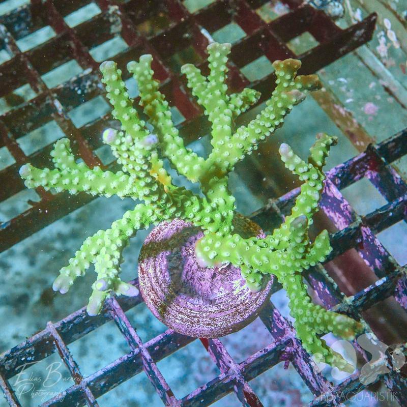 Anacropora Newcomer